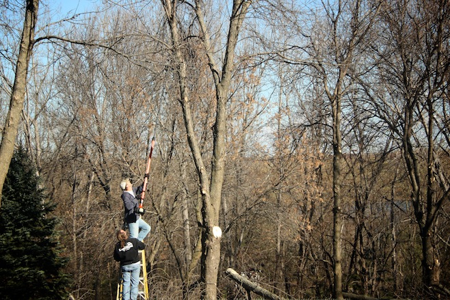 Tree Trimmers